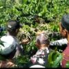 Pemangkasan tanaman kopi Kebun Warga Kampung Gemboyah Kecamatan Linge,