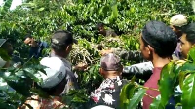 Pemangkasan tanaman kopi Kebun Warga Kampung Gemboyah Kecamatan Linge,