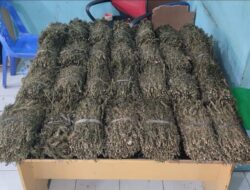 Bawa 25 KG Ganja Kering Seorang Pria Asal Aceh Utara Dibekuk Polisi