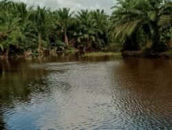 Enceng gondok Dibersihkan Aliran sungai Bubon Lancar.