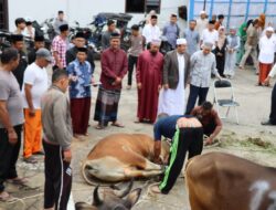 Usai Shalat Ied, Kapolres Aceh Tengah Saksikan Penyembelihan Hewan Qurban