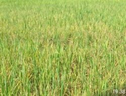Sawah Warga Kampung Payung Jamat,Terancam gagal Panen Di Serang Hama.