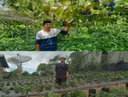 Kampung Kepies, Distinasi Wisata Markisa dan Stroberi
