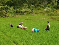 Wujud Kepedulian, Babinsa Bantu Petani Bersihkan Gulma Rumput Liar Pada Tanaman Padi