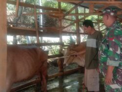 Dukung Ketahanan Pangan di Bidang Peternakan, Babinsa Sambangi Peternakan Kerbau