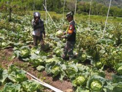 Wujudkan Ketahanan Pangan, Babinsa Bantu Petani Panen Tanaman Kubis