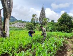 Sukseskan Ketahanan Pangan, Babinsa Bantu Petani Merawat Tanaman Jagung