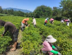 Wujud Kepedulian Babinsa Bantu Petani Panen Cabe