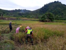 Bentuk Kepedulian pada Warga Binaan, Babinsa Bantu Petani Panen Padi