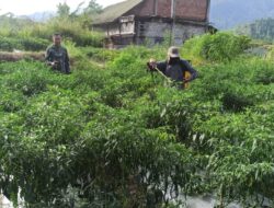 Wujud Kepedulian Babinsa Bantu Petani Perawatan Cabe