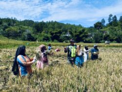 Serka Mhd Tuah Hasibuan Babinsa Koramil 05/Linge Dampingi pok Tani Singkite Desa Kute Keramil.