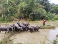 Rangkaian Festival Desember kopi di gelar di buntul linge berjalan sukses.