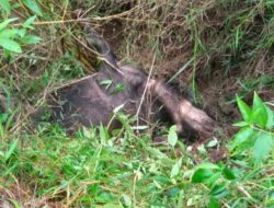 Harimau mangsa Ternak Kerbau warga Di Kecamatan Linge,Warga Resah Berharap BKSDA Segera Atasi