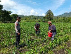 Dukung Asta Cita Presiden, Polsek Silih Nara Polres Aceh Tengah Bersama Masyarakat Lakukan Perawatan Dan Pemupukan Lahan Jagong