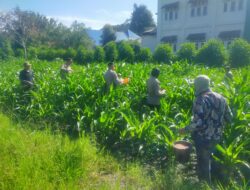 Polsek Pegasing Bersama Masyarakat Lakukan Perawatan Dan Pemupukan Ketahanan Pangan Jagong