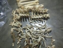 Sat Reskrim Polres Aceh Tengah Gagalkan Perdagangan Kulit Harimau Sumatra Lima Pelaku Di Tangkap