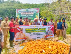Polres Aceh Tengah Gelar Panen Raya Jagung di Lahan Produktif Arul Gading, Capai 3.500 Kg