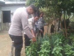 Bhabinkamtibmas Polsek Bintang Cek Perkembangan Tanaman Pangan Bergizi di Kampung Binaan