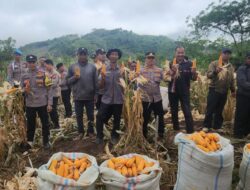 Kapolres Aceh Tengah Pimpin Panen Jagung Serentak Kuartal II di Lahan Produktif Polsek Pegasing