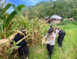 Polres Aceh Tengah Gelar Panen Raya Jagung Kuartal II di Kampung Gunung Suku dan Pedemun