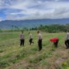 Polsek Ketol Cek Tanaman Jagung Kuartal III, Dukung Swasembada Pangan Nasional 2025