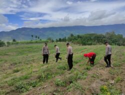 Polsek Ketol Cek Tanaman Jagung Kuartal III, Dukung Swasembada Pangan Nasional 2025