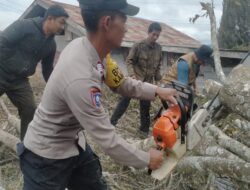 Personel Polsek Bebesen Hadir dan Sigap Bantu Bersihkan Material Pohon Tumbang Akibat Angin Kencang