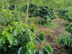 Sapi yang berkeliaran di kebun wih ango,pemilik sapi harus bertanggung jawab kerusakan Kebun Warga,