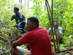 PD.Pembangunan Tanoh Gayo(BUMD),Berbenah Mendata Lahan Pinus di konsesi,Kampung Simpang Tiga Uning dan Kemerleng,