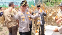 Panen Raya Jagung Kuartal III, Kapolres Aceh Tengah dan Forkopimda Kompak Dukung Swasembada Pangan Nasional