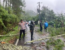 Respon Cepat Polres Aceh Tengah, Arus Lalu Lintas Jalur Takengon–Bintang Kembali Normal Usai Pohon Tumbang