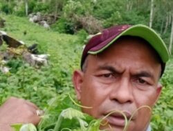 Reje Umang Wahyu Putra,Kembangkan Tanaman Cabai dan Tomat,Target Panen Bulan Ramadhan.