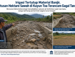 Irigasi Tertutup Material Banjir, Ratusan Hektare Sawah di Kuyun Toa Terancam Gagal Tanam