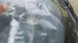 Pos PT THL PantanNangka Tabur Bibit Ikan Di Sungai Jambo Aye