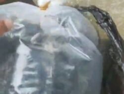 Pos PT THL PantanNangka Tabur Bibit Ikan Di Sungai Jambo Aye